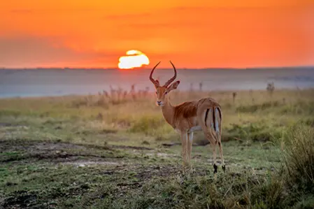 Impala im Sonnenuntergang in Afrika