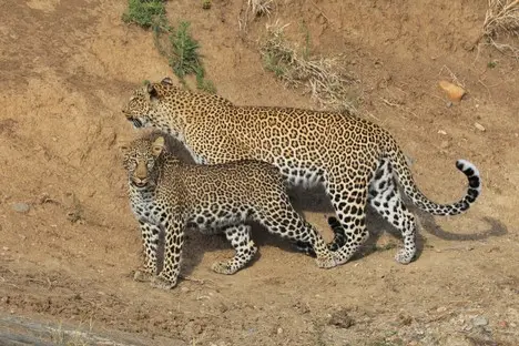 001 Kenia Leopard Masai Mara.jpg
