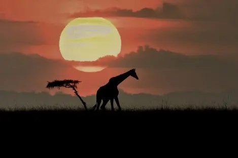 004 Giraffe Kenia sunset.jpg