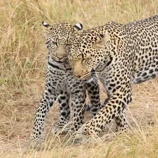 007 Kenia Leopard Masai Mara.jpg