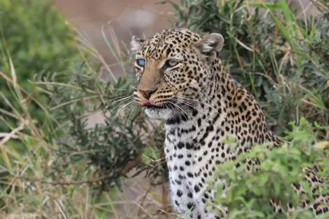 011 Kenia Leopard Jagd.jpg