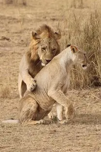 009 Löwen Paarung Kenia.jpg