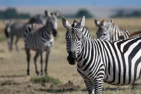 010 Zebra Kenia Safari.jpg