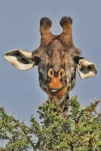011 Giraffe Masai Mara Kenia.jpg