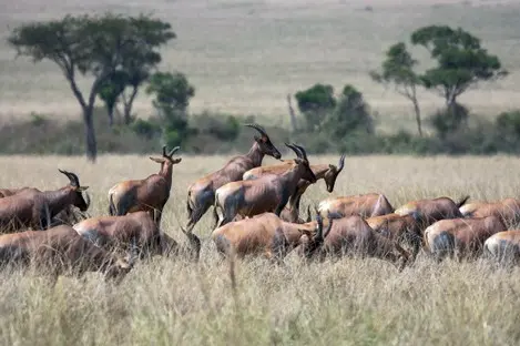 013 Topi Antilope Kenia.jpg