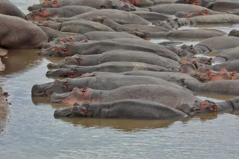 014 Flusspferd Hippo Kenia .jpg