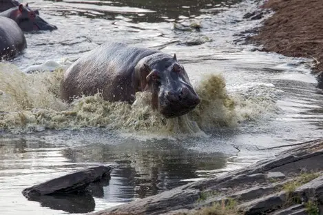 016 Hippo Kenia Safari.jpg