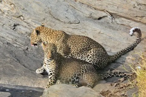 019 Leopard Kenia Safari.jpg