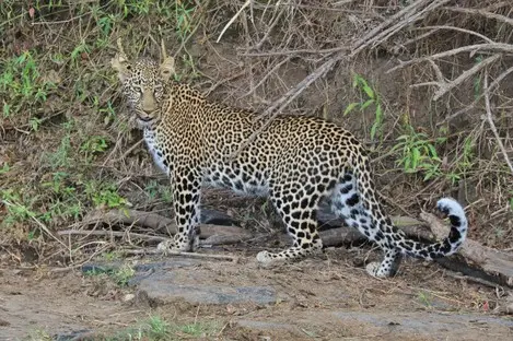 021 Leopard Kenia Safari.jpg