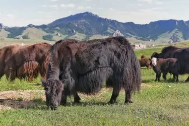 033 Mongolei Yaks Landwirtschaft Berge.jpeg