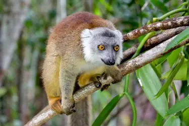 001 Madagaskar_Lemuren_Natur.JPG