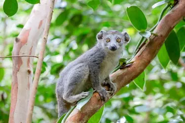 003 Madagaskar_Lemuren_Natur.JPG
