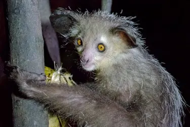 005 Madagaskar_Lemur_aye aye_Natur.JPG