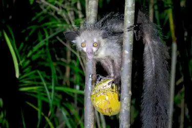 006 Madagaskar_Lemur_aye aye_Natur.JPG