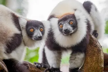 010 Madagaskar Lemuren Urwald.JPG