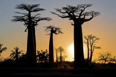 017 Baobab Baum Madagaskar.JPG