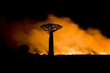 019 Feuer Madagaskar Baobab.JPG