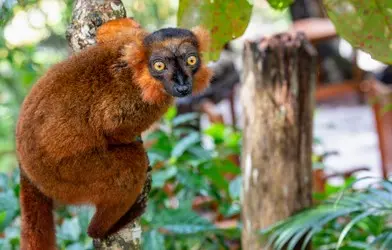 041 Lemur Madagaskar Natur.JPG