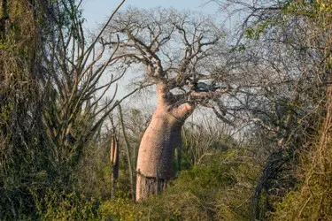 045 Baobab Baum Uralt Madagaskar.JPG