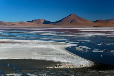 002 Bolivien Laguna Colorada Flamingo.jpg
