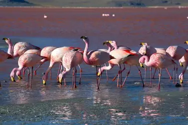 003 Bolivien Laguna Colorada Flamingo.jpg