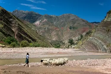 015 Bolivien Schafe Anden.jpg