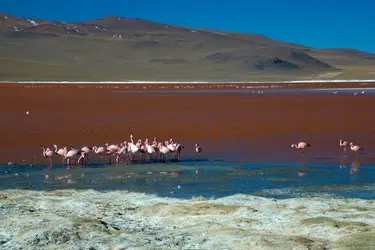 038 Laguna Colorada Flamingo.jpg