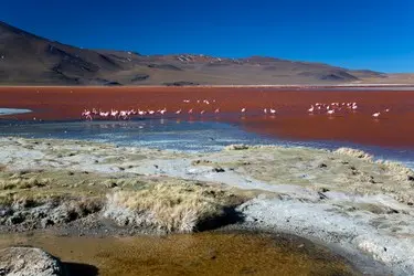 039 Laguna Colorada Bolivien.jpg