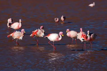 041 Flamingo Anden Bolivien.jpg