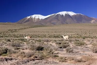 024 Mount Brigitte Fruchtschnitt Atacamas.JPG