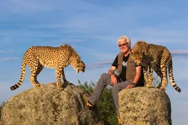 001 Geparden Lubiger Cheetah.JPG