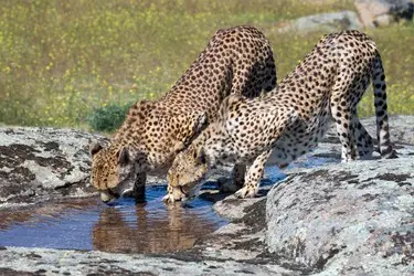 012 Gepard Wasser Trinken.JPG