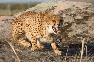 018 Gepard Cheetah Jagd.JPG