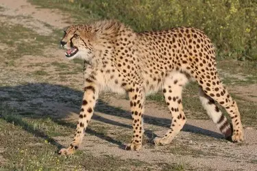 022 Cheetah Wildlife Raubkatze.jpeg.JPG