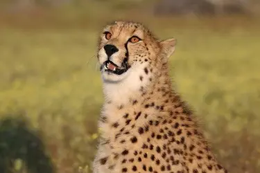 028 Geparden Lubiger Cheetah.jpeg.JPG