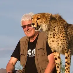 030 Geparden Lubiger Cheetah.JPG