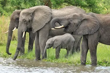 011 Elefanten Familie Fluss.jpg