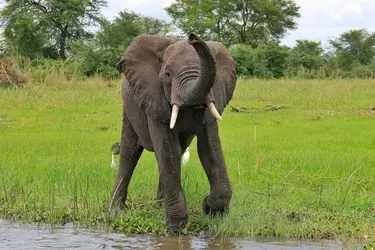 013 Elefant Malawi Fluss.jpg
