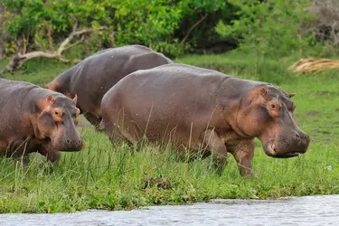014 Flusspferd Hippo Familie.jpg