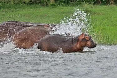 017 Flusspferd Hippo Malawi.jpg