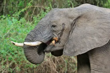 025 Elefant Sambia Auge Stoßzähne.jpg