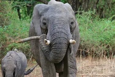 026 Elefant South Luangwa Afrika.jpg