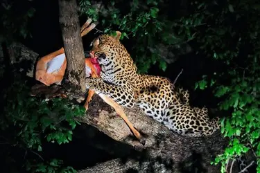 027 Leopard Baum Jagd Nacht.jpg