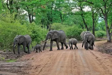 033 Elefanten Familie Sambia South Luangwa.jpg