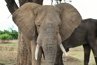 035 Elefant Bulle Sambia South Luangwa.jpg