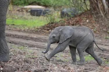 048 Kleiner Elefant Baby Malawi.jpg