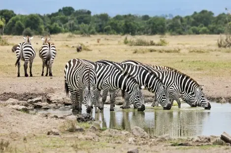 Kenia_Masai_Mara_Safari_007.jpg