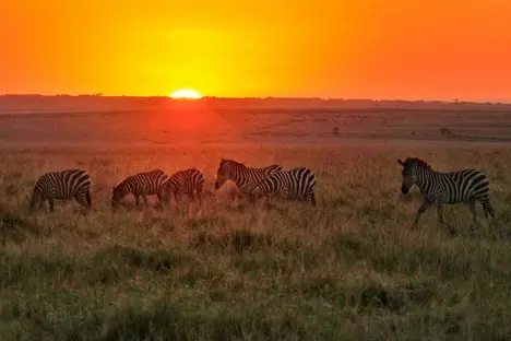 Kenia_Masai_Mara_Safari_022.jpg