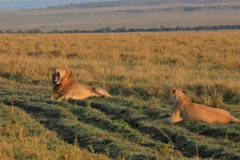 Kenia_Masai_Mara_Safari_047.jpg