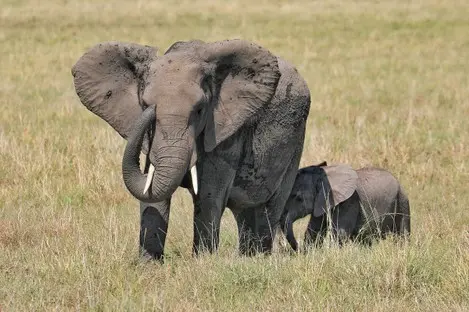 Kenia_Masai_Mara_Safari_051.jpg
